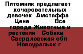 Питомник предлагает 2-хочаровательных девочек  Амстаффа › Цена ­ 25 000 - Все города Животные и растения » Собаки   . Свердловская обл.,Новоуральск г.